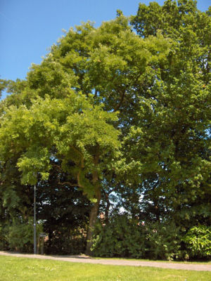 Japanischer Schnurbaum (Styphnolobium japonicum)