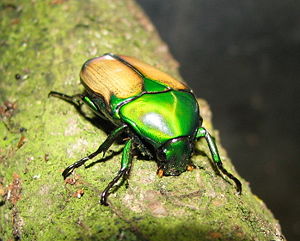 Chlorocala africana smaragdina