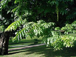 Kaukasische Flügelnuss (Pterocarya fraxinifolia), beblätterter Zweig