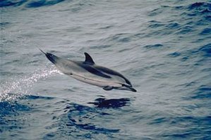 Blau-Weißer Delfin