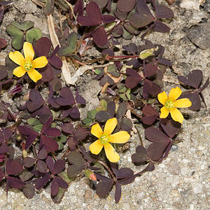 Horn-Sauerklee (Oxalis corniculata)