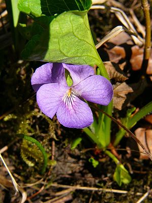 Wunder-Veilchen (Viola mirabilis)