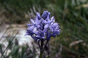 Riviera-Hasenglöckchen (Hyacinthoides italica) - Blüte