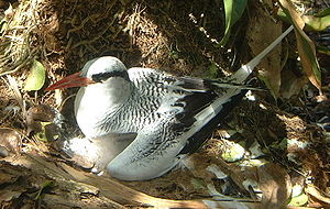 Rotschnabel-Tropikvogel (Phaeton aethereus)