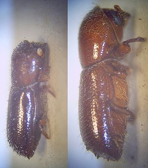 Taphrorychus villifrons, Weibchen (links) und Männchen (rechts)