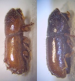 Pityogenes chalcographus, Weibchen (rechts) und Männchen (links)