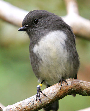 Langbeinschnäpper (Petroica australis) der Unterart rakiura