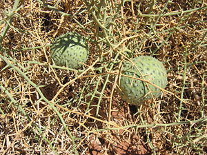 Nara (Acanthosicyos horridus) mit Früchten