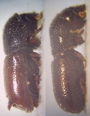 Pityogenes calcaratus, Weibchen (rechts) und Männchen (links), rechte Seite, 40fach vergrößert, Imagines, ex. Pinus halapensis, Rovinj, Istrien, Kroatien.