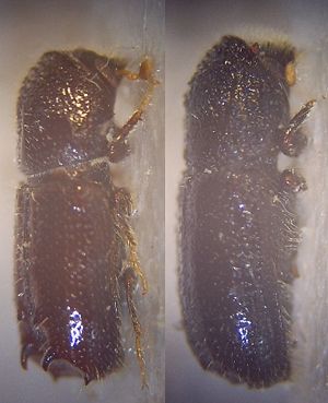Pityogenes conjunctus, Weibchen (rechts) und Männchen (links)