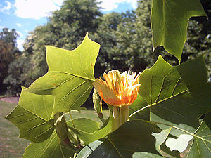 Tulpenbaum (Liriodendron tulipifera), Blüte.