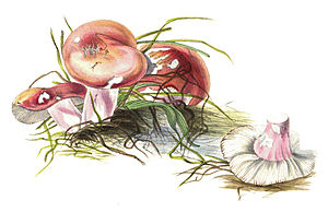 Der Harte Zinnober-Täubling (Russula rosea)