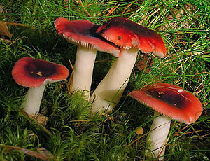 Schwarzroter Spei-Täubling (Russula atrorubens)