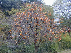 Kakipflaume oder einfach Kaki (Diospyros kaki), Baum mit reifen Früchten