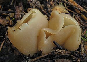Blasenbecherling (Peziza vesiculosa)