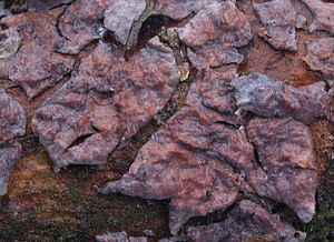 Kiefern-Zystidenrindenpilz (Peniophora pini)