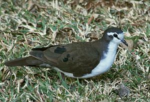 2007 08 05 Tambourine Dove.jpg