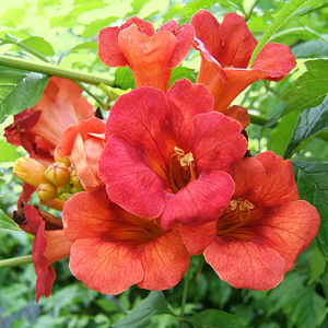 Große Trompetenblume (Campsis x tagliabuana)
