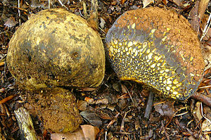 Gemeiner Erbsenstreuling (Pisolithus arhizus),rechts das Kopfteil im Längsschnitt