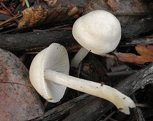 Milchweißer Zärtling(Entoloma sericellum)