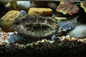 Fransenschildkröte im Shanghai Aquarium