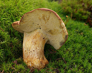 2010-08-25 Boletus subappendiculatus.jpg