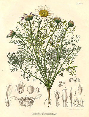 22031.Asteraceae - Anacyclus officinarum.jpg