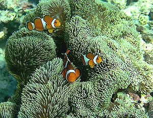 Riesenanemone (Stichodactyla gigantea) mit Amphiprion ocellaris