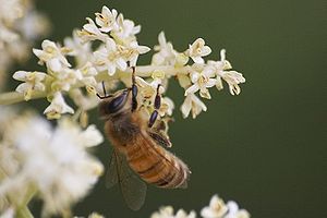 Italienische Biene (A. m. ligustica)