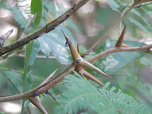 Kugelkopf-Akazie (Acacia collinsii)