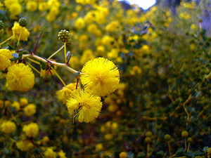 Blühende Echte Akazie (Acacia pulchella)