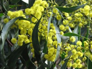 Blütenstände und Phyllodien der Gold-Akazie (Acacia pycnantha).