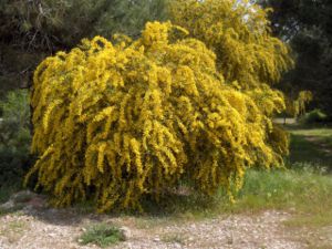 Weidenblatt-Akazie (Acacia saligna) – Habitus