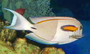 Orangefleck-Doktorfisch (Acanthurus olivaceus)