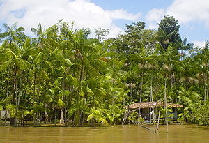 Bestand von Açaí-Palmen im Mündungsdelta des Amazonas