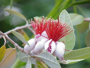 Brasilianische Guave (Acca sellowiana), Blätter und Blüten mit vielen Staubblättern.