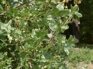 Französischer Ahorn (Acer monspessulanum)