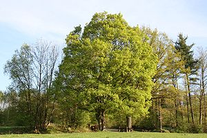 Feldahorn (Acer campestre) als Baum