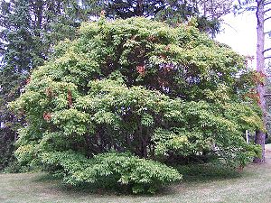 Cissusblättriger Ahorn (Acer cissifolium)