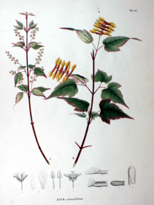 Acer crataegifolium SZ147.jpg