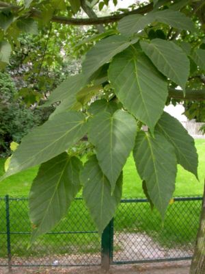Blätter von Davids Ahorn (Acer davidii)