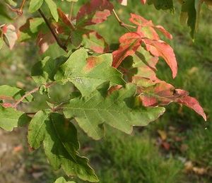 Zimt-Ahorn (Acer griseum), Blätter