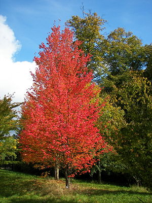 Rot-Ahorn (Acer rubrum) in Herbstfärbung
