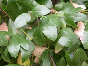 Kreta-Ahorn  (Acer sempervirens), Blätter