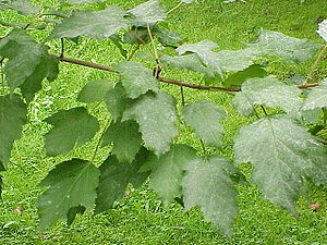 Zweig mit Laubblättern vom Tatarischen Steppen-Ahorn (Acer tataricum)