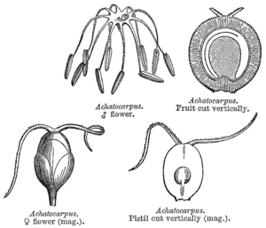 Achatocarpus, Illustration aus E. Le Maout & J.Decaisne (1873).