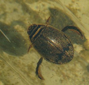 Gemeiner Furchenschwimmer (Acilius sulcatus)