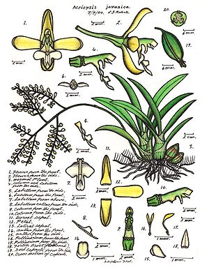 Acriopsis liliifolia (als Synonym Acriopsis javanica)