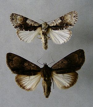 Erlen-Rindeneule, oben f.typica, unten f.suffusa
