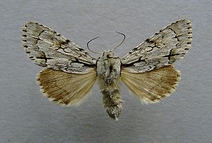 Acronicta cuspis.jpg